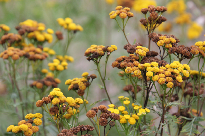 Wormwood Extract
