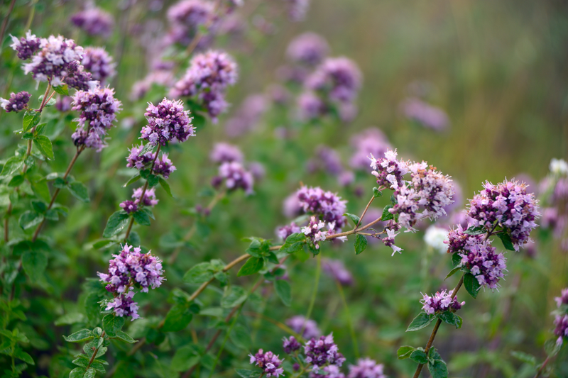 Oregano Oil