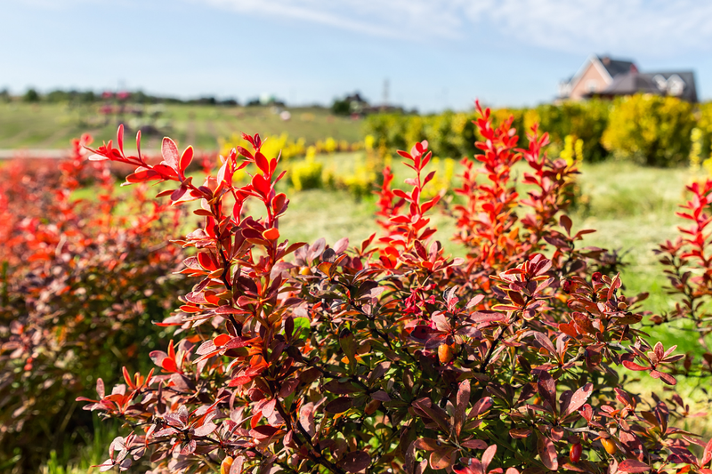 Berberine HCl